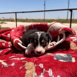Menace - Tri-color male Border Collie puppy in Odessa, Texas from High Velocity Stockdogs