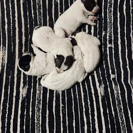 Australian Cattle Dog Puppies from Twisted C Heelers
