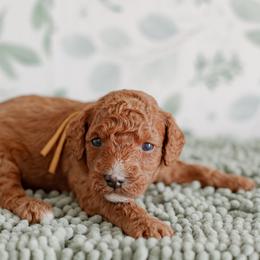 Ladder (yellow collar) - Red  male Goldendoodle puppy in Apopka, Florida from The Classic Doodle
