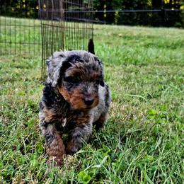 Woody - Tri-color male Bernedoodle puppy in Olin, North Carolina from Rocky Creek Raised