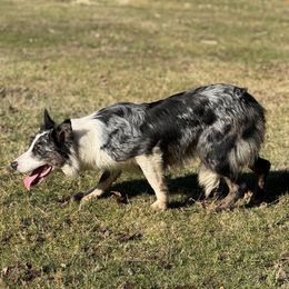 Bling - Border Collie