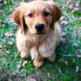 Golden Retriever Puppies from Rowan Retrievers