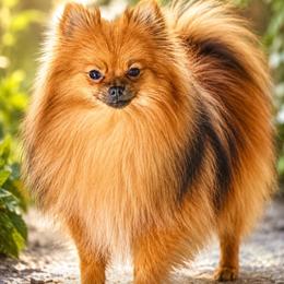 Ciel - Pomeranian