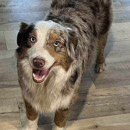 Scarlett - Australian Shepherd