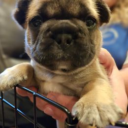 French Bulldog Puppies from A&D Frenchies