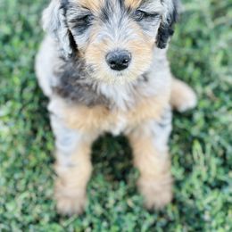 Bernedoodle Puppies from Salty Point Doodles