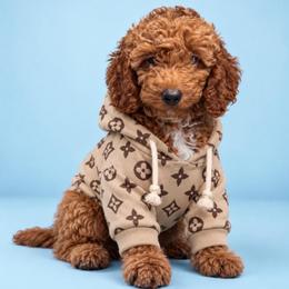 Dolly - Dark Apricot Mini Goldendoodle - Apricot female Goldendoodle puppy in Lancaster, California from Kid's Best Doodle