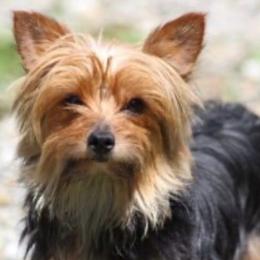Precious - Yorkshire Terrier