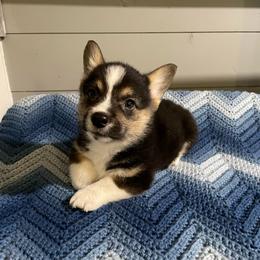Cledus - Black and tan male Pembroke Welsh Corgi puppy in Canton, Texas from Circle M Corgis