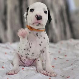 Boy 4 - White and black Dalmatian puppy in Adamstown, Maryland from Sprinkled with Hearts Dalmatians