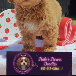 Tesla - Red male Cavapoo puppy in Dallas, Texas from Halo's Heroes Doodles