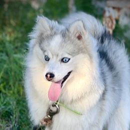 Gucci - Pomsky