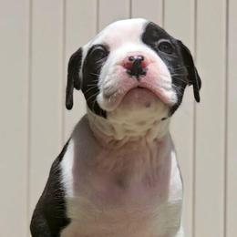 Black Pied Female - Black female American Bully puppy in Lexington, Kentucky from Deuce's Den
