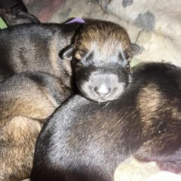 German Shepherds from Forsythe Shepherds