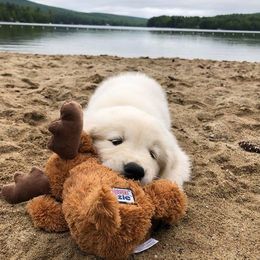 Golden Retriever and Labrador Retriever Puppies from Bear Pond Retrievers