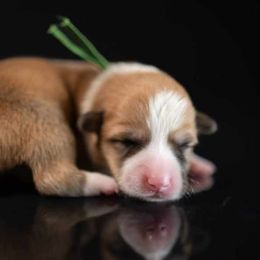 American Corgi and Pembroke Welsh Corgi Puppies from Constellation Corgi