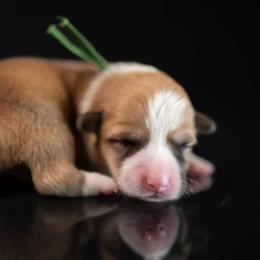 American Corgi and Pembroke Welsh Corgi Puppies from Constellation Corgi
