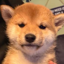 Mini 'Minerva' - Red female Shiba Inu puppy in Clewiston, Florida from Animal Farm Shiba Inus & Mameshibas