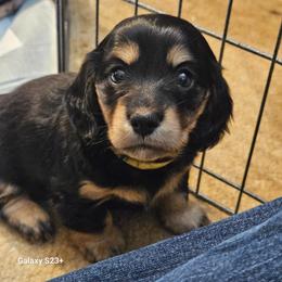 Satele (yellow) - Black and cream female Dachshund puppy in Hartford, Michigan from Mac Fam Dachshunds