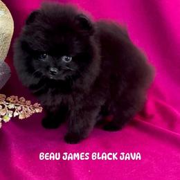 BEAU JAMES BLACK JAVA - Black male Pomeranian puppy in Mobile, Alabama from Cynthia's Poms