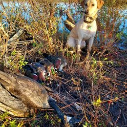 "Felix x Ezra '21 (Miss Teal)" Labrador Retriever All Grown Up from VK Labradors