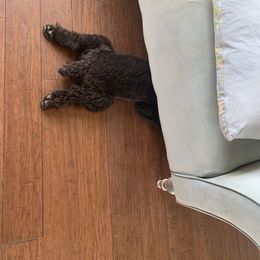 Sheepadoodle Puppies from Riley Grace Puppies