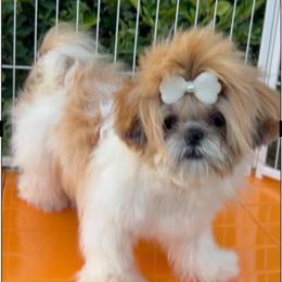 Dakota - Red and white male Shih Tzu puppy in Mercedes, Texas from Tzu Casa