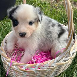 Ollie - Blue merle male Australian Shepherd puppy in Lynnville, Indiana from Moonlightaussies