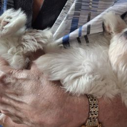 Maltese Puppies from TCBs Glowing Maltese