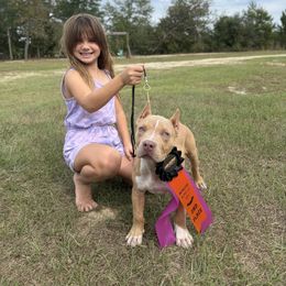 Bernedoodle, Sheepadoodle, and Whoodle Puppies from Wonderland’s Boujie Kennels