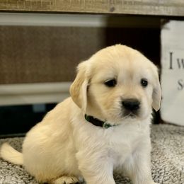 Golden Retriever Puppies from Huckaby’s English Golden Retrievers