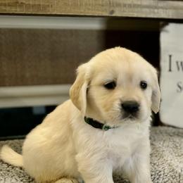 Golden Retriever Puppies from Huckaby’s English Golden Retrievers
