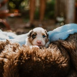 Boy 1 - Red tri male Miniature Australian Shepherd puppy in Englewood, Florida from Tango Australian Shepherds and Minature American Shepherds