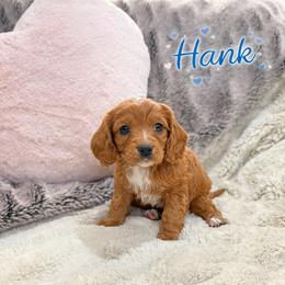 Cavapoo Puppies from H&H Cavapoos