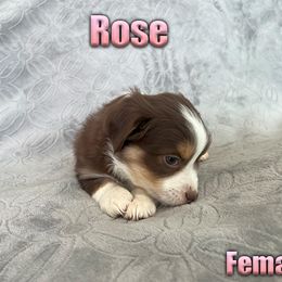 Miniature American Shepherd and Miniature Australian Shepherd Puppies from Regal Miniature American Shepherds | Regal Miniature Australian Shepherds