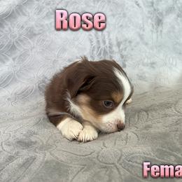 Miniature American Shepherd and Miniature Australian Shepherd Puppies from Regal Miniature American Shepherds | Regal Miniature Australian Shepherds