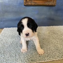 English Springer Spaniel Puppies from Hurds Hound Haven