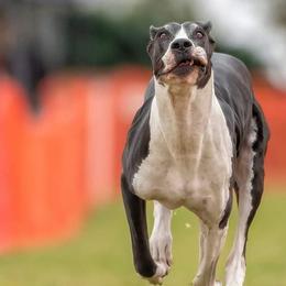Great Danes from Pacific Blue's Danes