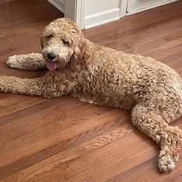 Rosie - Goldendoodle