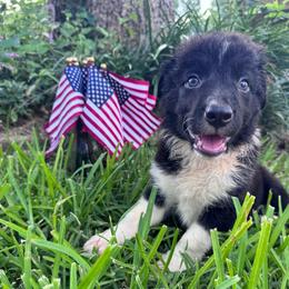Han - Black and white male Border Collie puppy in Winnsboro, Texas from Pecan Grove Pups