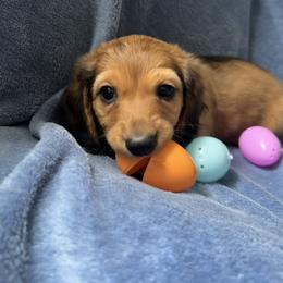 Dachshund Puppies from Zacha’s Doxie House