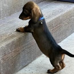 Duke - Wild boar male Dachshund puppy in Superior, Montana from Never Land Dachshunds of Montana