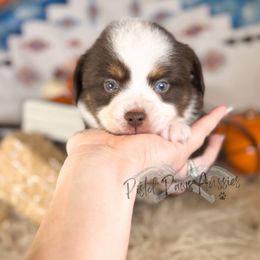 Finn - Red tri male Toy Australian Shepherd puppy in Liberty Hill, Texas from Pistol Paws Aussies