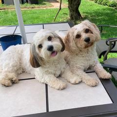 Cavalier King Charles Spaniel, Cavaton, and Coton de Tulear All Grown Up from Lakeshore Cavatons