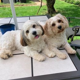 Cavalier King Charles Spaniel, Cavaton, and Coton de Tulear All Grown Up from Lakeshore Cavatons