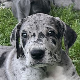 Great Dane Puppies from BkB’s House of Danes