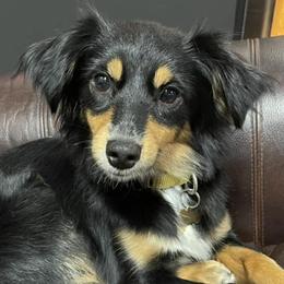Miniature Australian Shepherds and Toy Australian Shepherds from J & J Chicot Mini/Toy Aussies