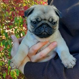 Honey - purple collar - Fawn female Pug puppy in Saint Helens, Oregon from Ebert Golden Retrievers & Pugs