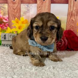 Boy two - Brindle male Dachshund puppy in Lakeland, Florida from Ruthie’s Rich Mini Dachshunds