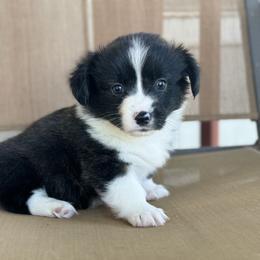 American Corgi Puppies from 5H Corgis